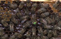 Tiroler Bienenladen in Imst