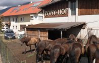 Kindererlebniswochen Telfs – Ausflug zum Ponyhof