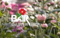 Bairs Gartentipp 36-2016