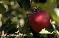 Apfelernte in Haiming Aussichten für 2019